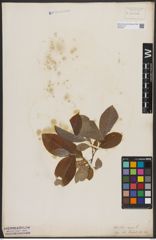 Foto von Salix caprea L.